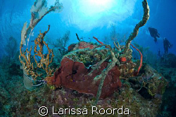 Fisheye coral head shot.  Playing with fish-eye for the f... by Larissa Roorda 